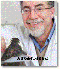 Jeff Galef