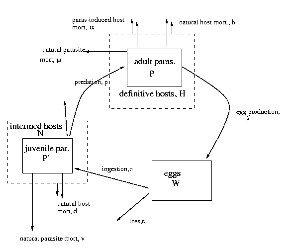 Box model for macroparasite model